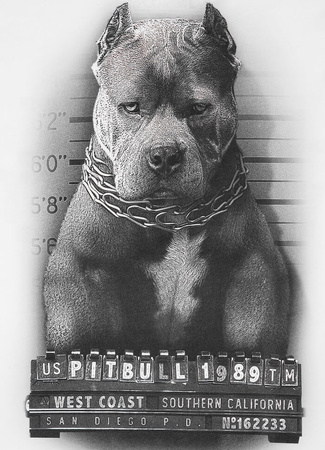 T-shirt PIT BULL MUGSHOT 2 biały