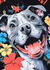T-shirt damski PIT BULL HAPPY PIT 2 czarny