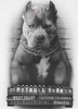 T-shirt PIT BULL MUGSHOT 2 biały