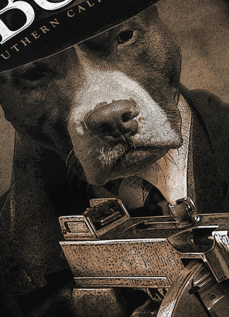 T-shirt PIT BULL TOMMY GUN czarny