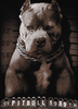 Bluza PIT BULL MUGSHOT czarna prosta