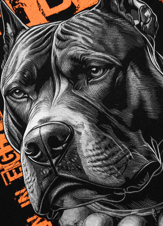 Bluza PIT BULL BLACKY czarna prosta