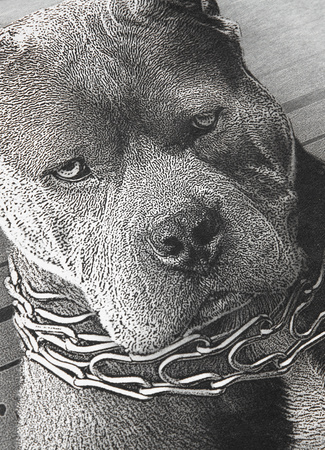 Bluza PIT BULL MUGSHOT szara prosta