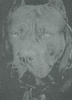 T-shirt PIT BULL Denim Washed  BORN IN 1989 grafitowy